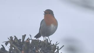 Roodborstje in de mist