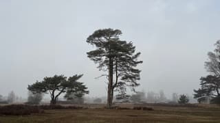 Mist op de heide