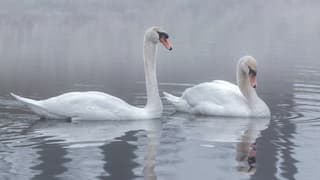 Zwanen in de mist.
