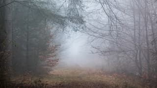 Mist in het bos.