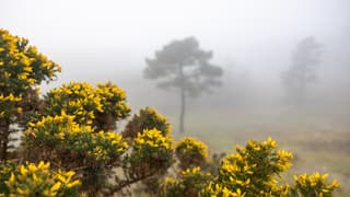 Kleurrijk Gaspeldoorn op Mistig Vlieland