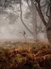 Mensingebos - reiger in de mist