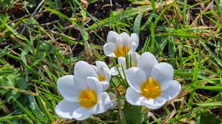 De krokussen staan helemaal open met dit weer