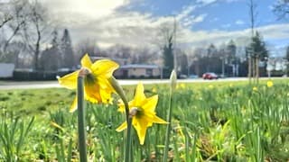 Narcissen en zon = lentegevoel 
