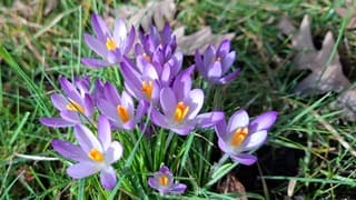 Krokussen en zonneschijn 