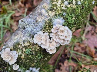 Plooivlieswaaiertjes