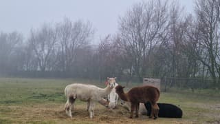 Alpaca's in de mist op Texel 