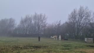 Alpaca's in de mist!