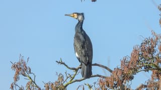 Voor de mist was het mooi blauw