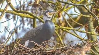 Aalscholver op een nest