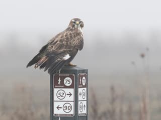 Buizerd droogt zijn veren