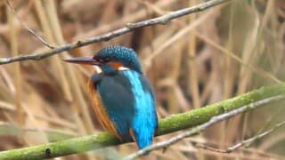 Dit ijsvogeltje gaf kleur aan mijn dag