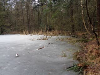 Exloo bevroren ven in het bos