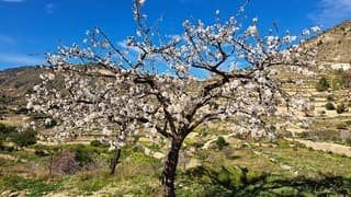 Bloeiende bloesembomen in Spanje 