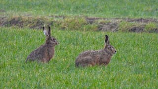 Hazen in het groene gras