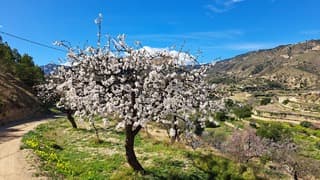 Prachtige bloeiende bloesembomen in Spanje 