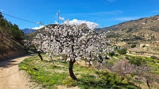 Prachtige bloeiende bloesembomen in Spanje 