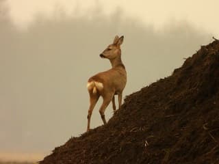 Ree op hoogte tegen nate voeten 