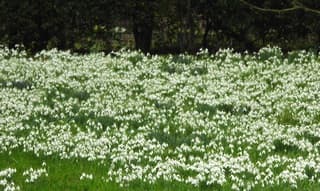 sneeuw            klokjes