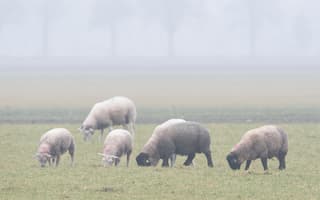 Sloffe Wind