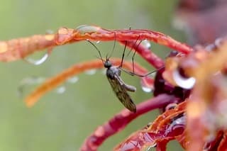 De eerste muggen laten zich al zien 