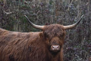 Schotse Hooglander in de regen