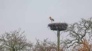 Ooievaar tuurt in de verte vanaf het nest