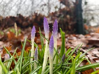 Regendruppels op de opkomende krokussen 