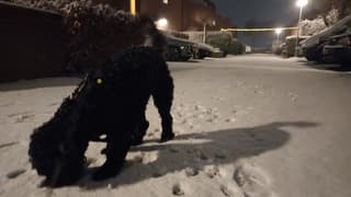 Snuffelen in de sneeuw