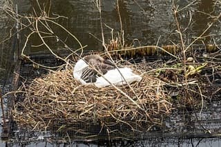 Kijk ze eens kijken. Die houdt de boel goed in de gaten op dat nest. 