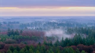 Ochtendmist boven de Utrechtse Heuvelrug