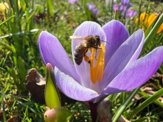 Iets met bloemetjes en bijtjes