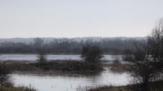 Hoog water in de Waal