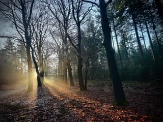 Ochtendzonnetje op de Utrechtse Heuvelrug 