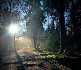 Ochtendzonnetje in Elst