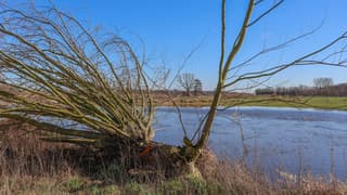 Bevers leggen boom om