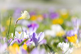 Kleurrijk bloemen veldje 