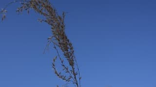 Een pluimpje voor deze mooie dag