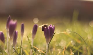 De bloemetjes en het bijtje