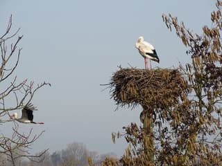 Wat een drukte met ooievaars 