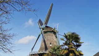 Blauw wind wolkjes palmboom 