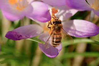 Smullen van de krokussen 