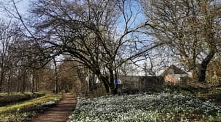 Sneeuwklokjes tapijt 