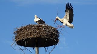 Lente op het ooivaars nest. Blauwe lucht