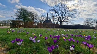 Krokussen volop in bloei in Rijssen met de zon en wat wolken