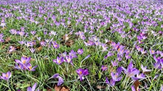 Krokussen in Veendam 