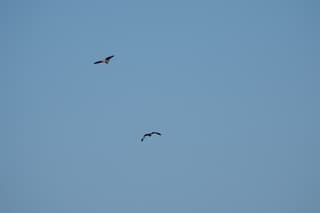 Roofvogels bij Naarden