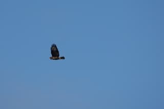 prachtige roofvogel gespot bij Naarden