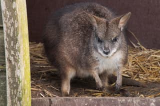 Parmawallaby