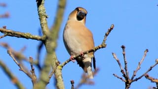appelvink in voorjaars zonnetje